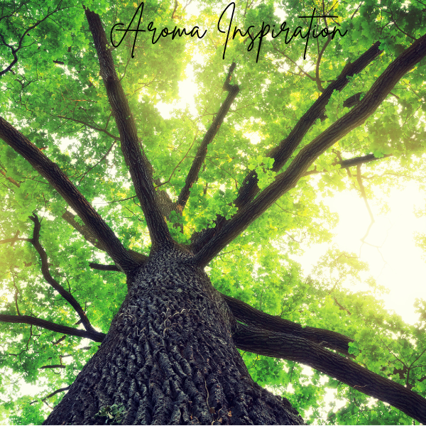 Teakwood Euphoria 11 oz (Signature scent)